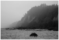Gold Bluffs in the fog, Prairie Creek Redwoods State Park. Redwood National Park ( black and white)