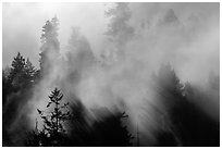 Trees and lifting fog. Redwood National Park ( black and white)