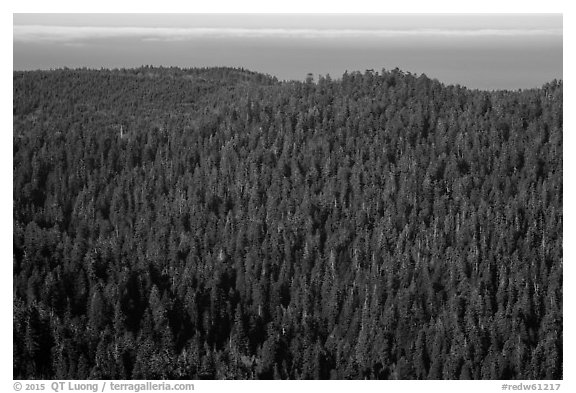Distant view of redwood forest and ocean from Redwood Creek Overlook. Redwood National Park (black and white)