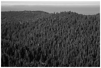 Distant view of redwood forest and ocean from Redwood Creek Overlook. Redwood National Park ( black and white)
