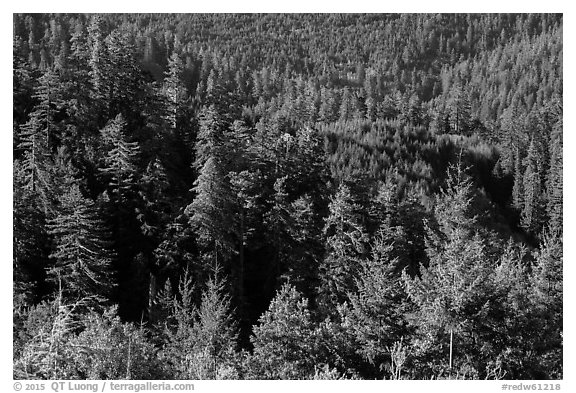 Forest on hillside from Redwood Creek Overlook. Redwood National Park (black and white)