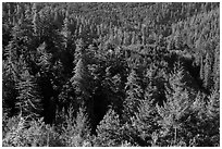 Forest on hillside from Redwood Creek Overlook. Redwood National Park ( black and white)