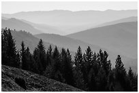 Trees and ridges from Dolason Prairie. Redwood National Park ( black and white)