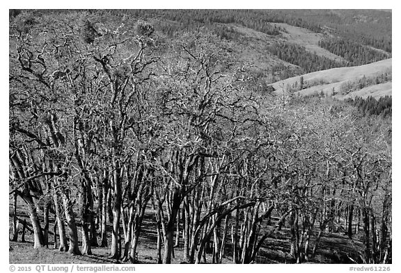 Oak woodland in winter. Redwood National Park (black and white)