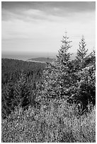 Redwood forest and Orick Hill from Redwood Creek Overlook. Redwood National Park ( black and white)
