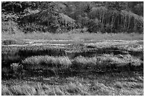 Grasses and pond. Redwood National Park ( black and white)