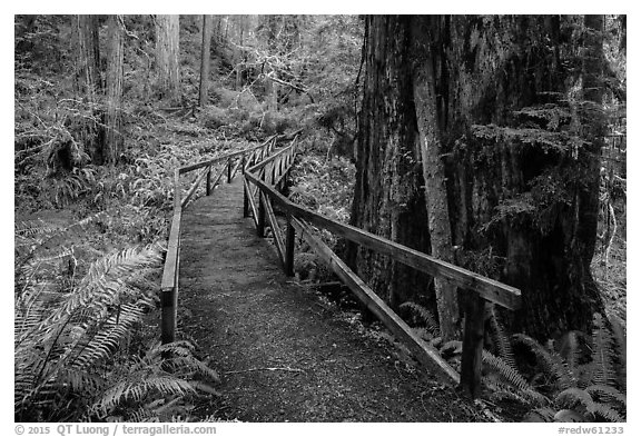 Bridge, James Irwing Trail, Prairie Creek Redwoods State Park. Redwood National Park (black and white)