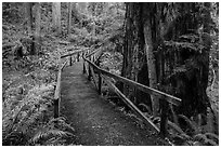 Bridge, James Irwing Trail, Prairie Creek Redwoods State Park. Redwood National Park ( black and white)