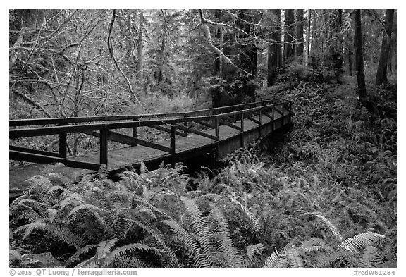 Bridge over Prairie Creek, Prairie Creek Redwoods State Park. Redwood National Park (black and white)