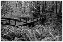 Bridge over Prairie Creek, Prairie Creek Redwoods State Park. Redwood National Park ( black and white)