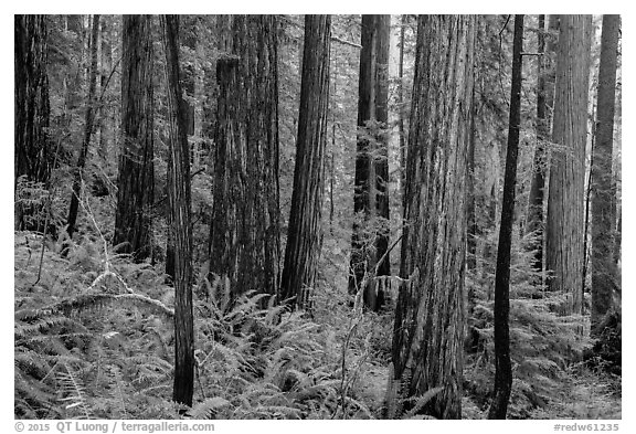 Large redwoods on hillside, Prairie Creek Redwoods State Park. Redwood National Park (black and white)