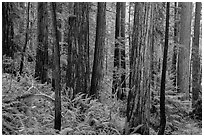 Large redwoods on hillside, Prairie Creek Redwoods State Park. Redwood National Park ( black and white)