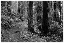 James Irwing Trail, Prairie Creek Redwoods State Park. Redwood National Park ( black and white)