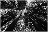 Looking up redwood trees with sunlight, Prairie Creek Redwoods State Park. Redwood National Park ( black and white)