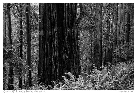 Base of giant redwood, Prairie Creek Redwoods State Park. Redwood National Park (black and white)