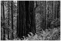 Base of giant redwood, Prairie Creek Redwoods State Park. Redwood National Park ( black and white)