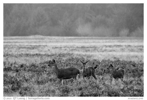 Group of young elk, Elk Prairie, Prairie Creek Redwoods State Park. Redwood National Park (black and white)