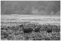 Group of young elk, Elk Prairie, Prairie Creek Redwoods State Park. Redwood National Park ( black and white)