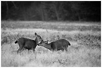 Two young elk interacting, Prairie Creek Redwoods State Park. Redwood National Park ( black and white)