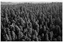 Aerial view of redwood forest. Redwood National Park ( black and white)