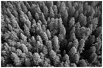 Aerial view of redwood forest treetop. Redwood National Park ( black and white)