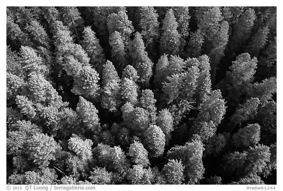 Aerial view of redwood forest canopy. Redwood National Park (black and white)