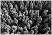 Aerial view of redwood forest canopy. Redwood National Park ( black and white)