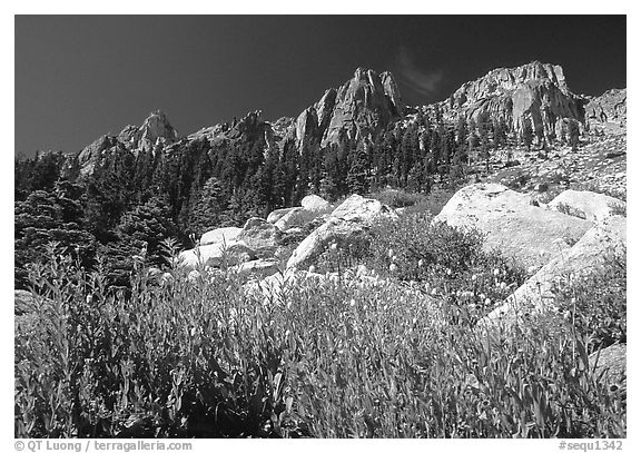 Alta Peak range. Sequoia National Park (black and white)