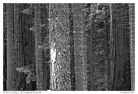 Mosaic of pines, sequoias, and mosses. Sequoia National Park (black and white)