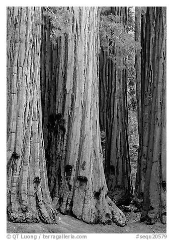 Sequoia (Sequoia giganteum) trunks. Sequoia National Park (black and white)
