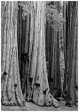 Sequoia (Sequoia giganteum) trunks. Sequoia National Park, California, USA. (black and white)
