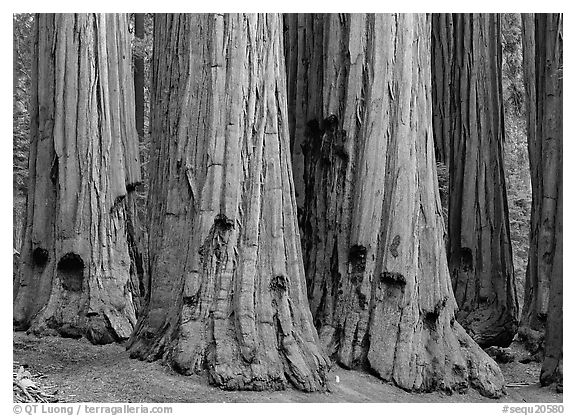 Sequoia (Sequoiadendron giganteum) truncs. Sequoia National Park (black and white)