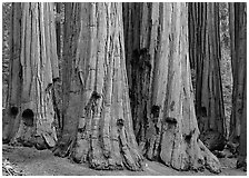 Sequoia (Sequoiadendron giganteum) truncs. Sequoia National Park, California, USA. (black and white)