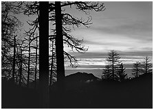 Bare trees in winter and sea of clouds at sunset. Sequoia National Park ( black and white)
