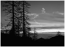 Sky trails at sunset. Sequoia National Park ( black and white)