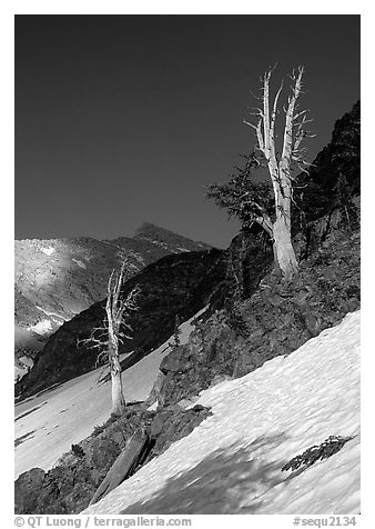 Bare trees above Mineral King, early summer. Sequoia National Park (black and white)