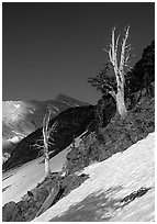 Bare trees above Mineral King, early summer. Sequoia National Park, California, USA. (black and white)