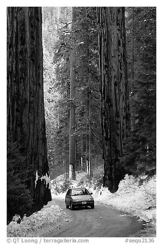 Road and Sequoias in winter. Sequoia National Park (black and white)