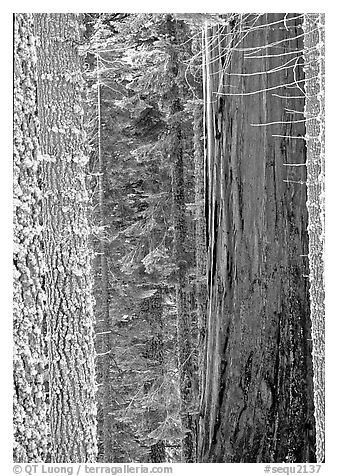 Mosaic of pines, sequoias, and mosses. Sequoia National Park (black and white)