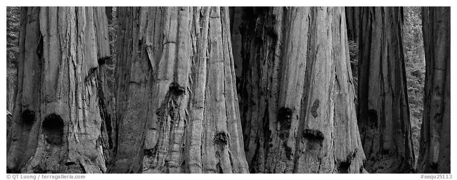 Giant sequoia trunks. Sequoia National Park (black and white)
