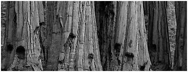 Giant sequoia trunks. Sequoia National Park (Panoramic black and white)