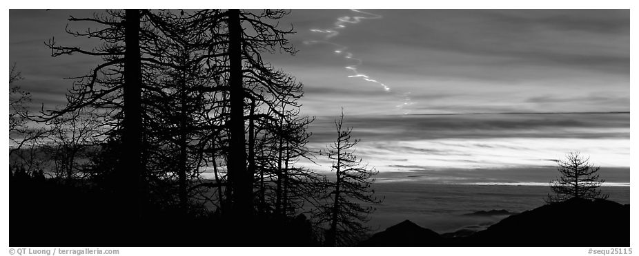 Trees and contrail at sunset. Sequoia National Park (black and white)