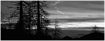 Trees and contrail at sunset. Sequoia National Park (Panoramic black and white)