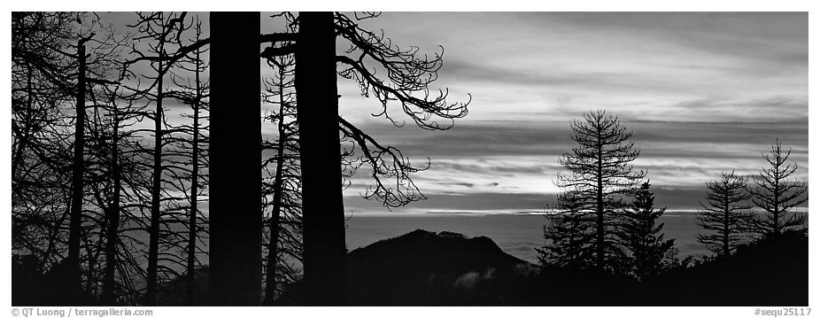Sea of clouds and trees at sunset. Sequoia National Park (black and white)