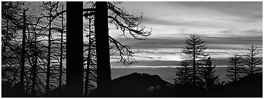 Sea of clouds and trees at sunset. Sequoia National Park (Panoramic black and white)