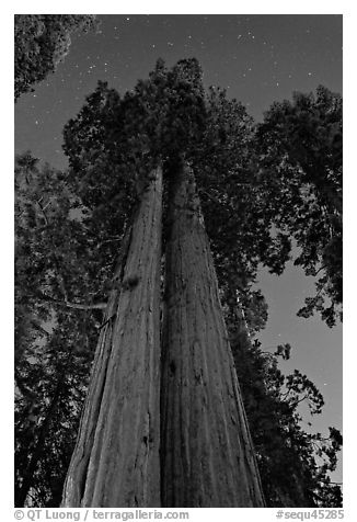 Sequoia trees at night under stary sky. Sequoia National Park (black and white)