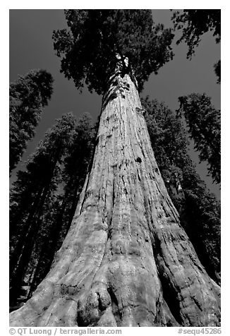Sequoia named General Sherman, most massive living thing. Sequoia National Park (black and white)
