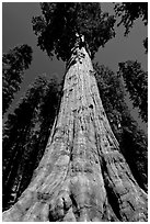 Sequoia named General Sherman, most massive living thing. Sequoia National Park ( black and white)
