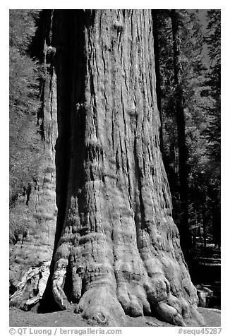 Base of General Sherman tree in the Giant Forest. Sequoia National Park (black and white)