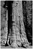 Base of General Sherman tree in the Giant Forest. Sequoia National Park ( black and white)